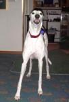 VP Beds for VIP Hounds - Click For Enlargement